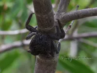 Kreeftachtigen [Malacostraca]